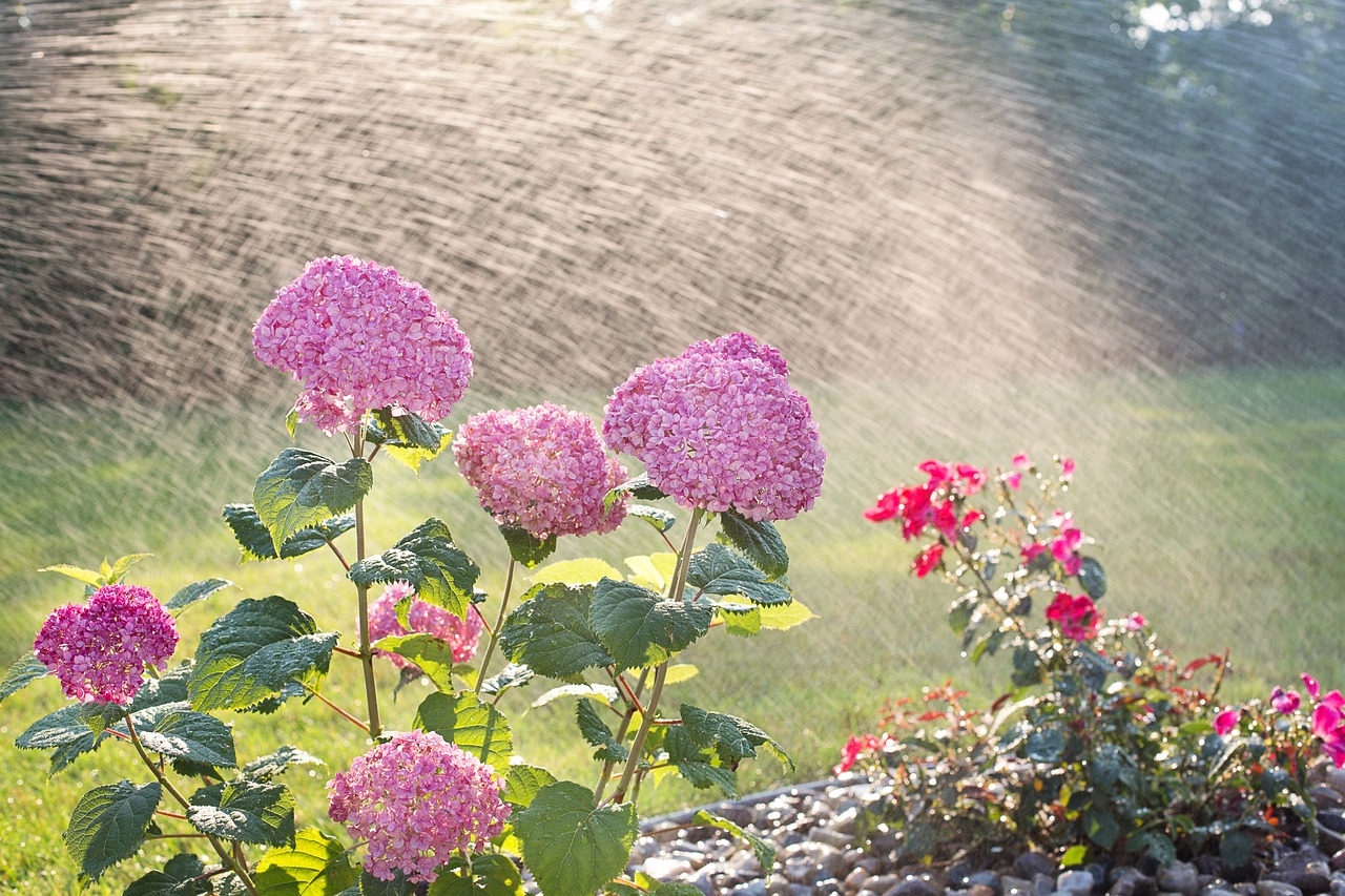 hydrangeas, watering, sprinkling